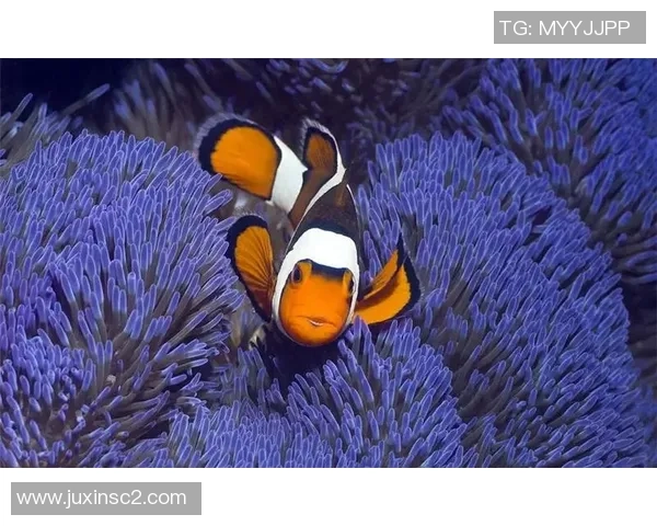 足球明星与海洋的亲密接触打鱼视频素材带你领略不一样的运动魅力